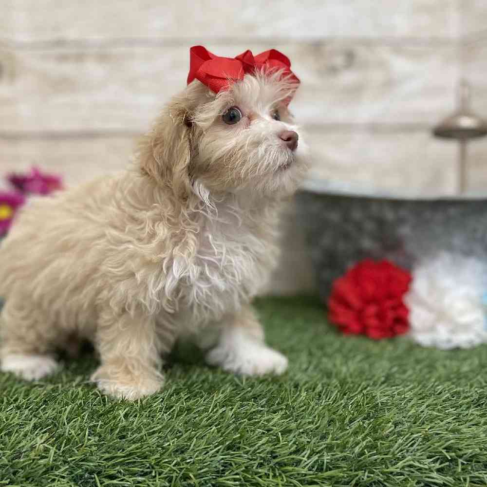 Female Cockapoo 2nd Gen Puppy for Sale in Braintree, MA