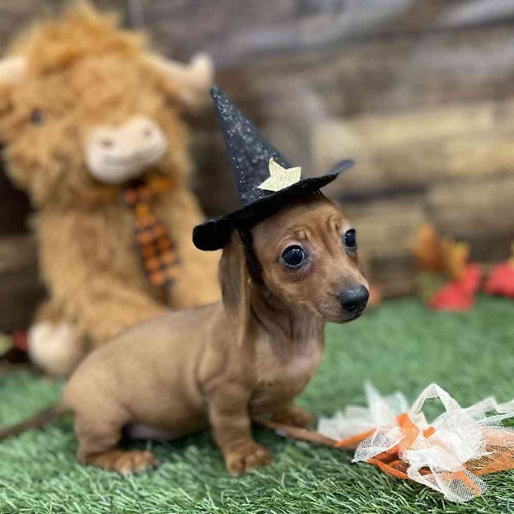 Female Dachshund Puppy for Sale in Braintree, MA