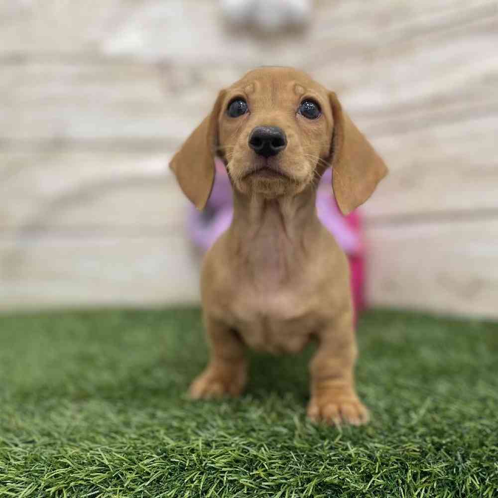 Female Dachshund Puppy for Sale in Braintree, MA