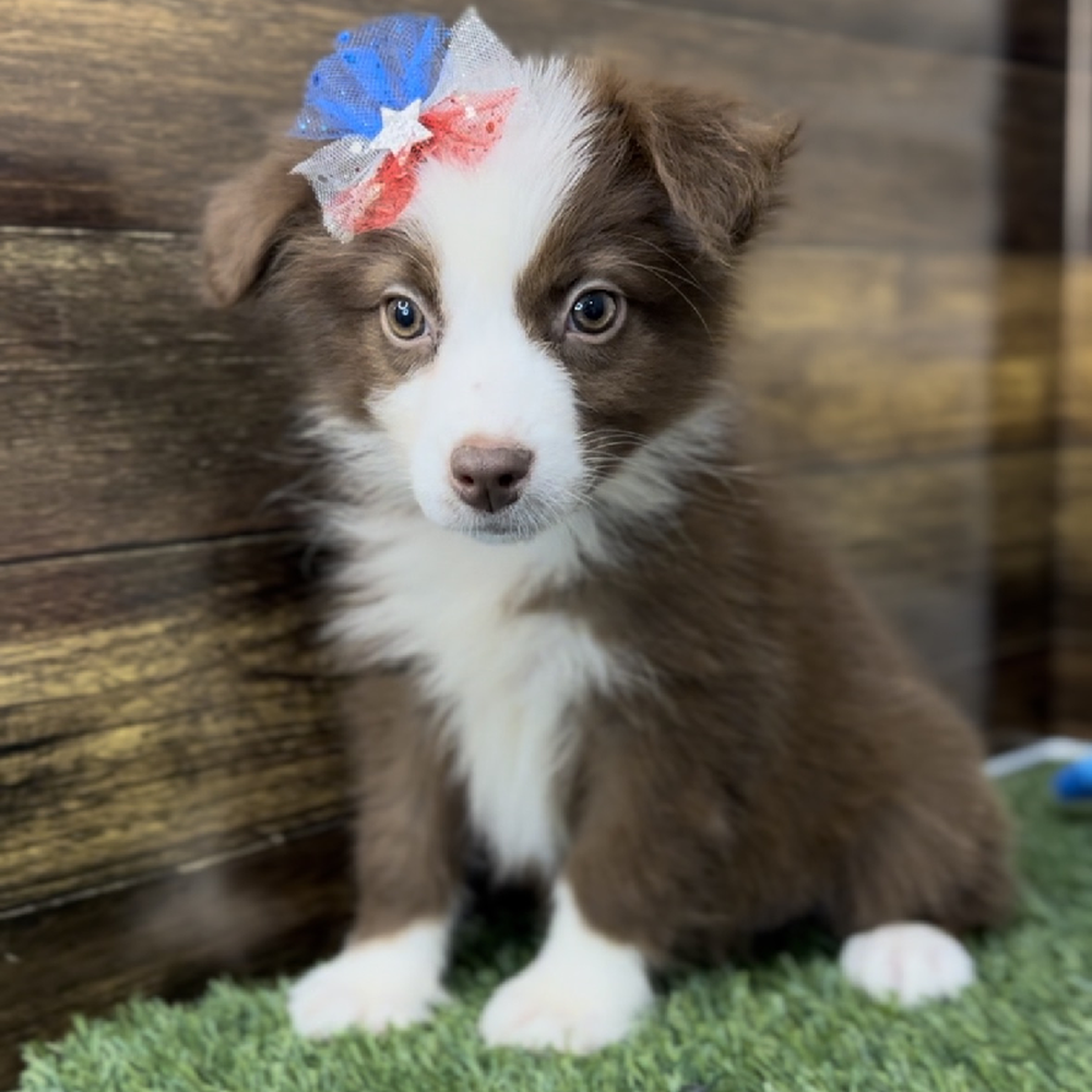 Female Miniature Australian Shepherd Puppy for Sale in Saugus, MA