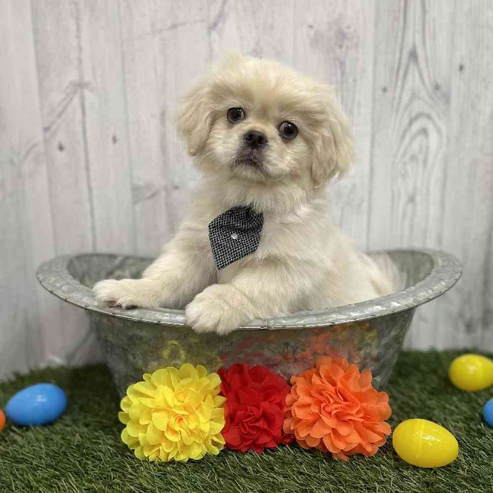 Male Pekingese Puppy for sale