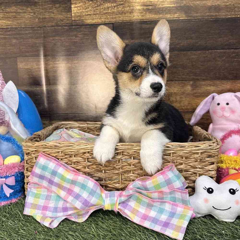 Male Pembroke Welsh Corgi Puppy for Sale in Saugus, MA