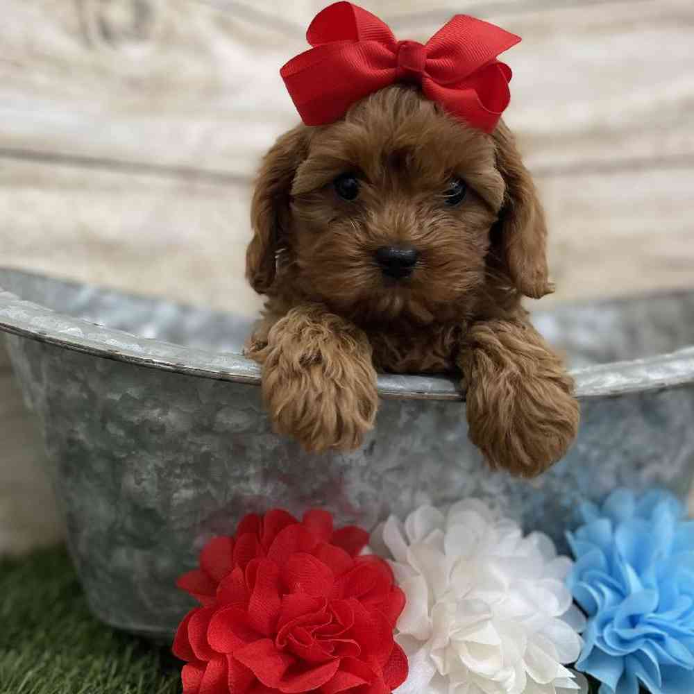 Female Cavapoo Puppy for Sale in Braintree, MA