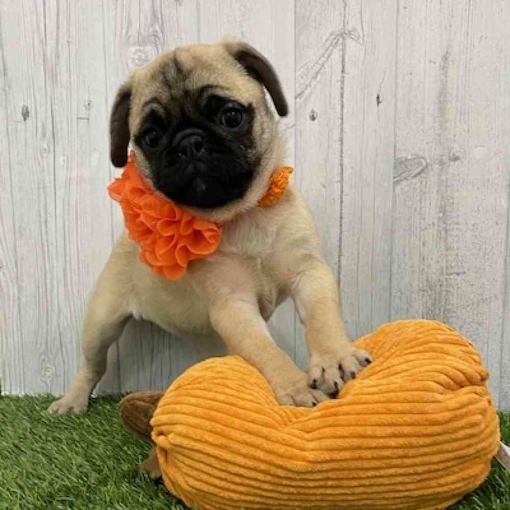 Female Pug Puppy for Sale in Braintree, MA
