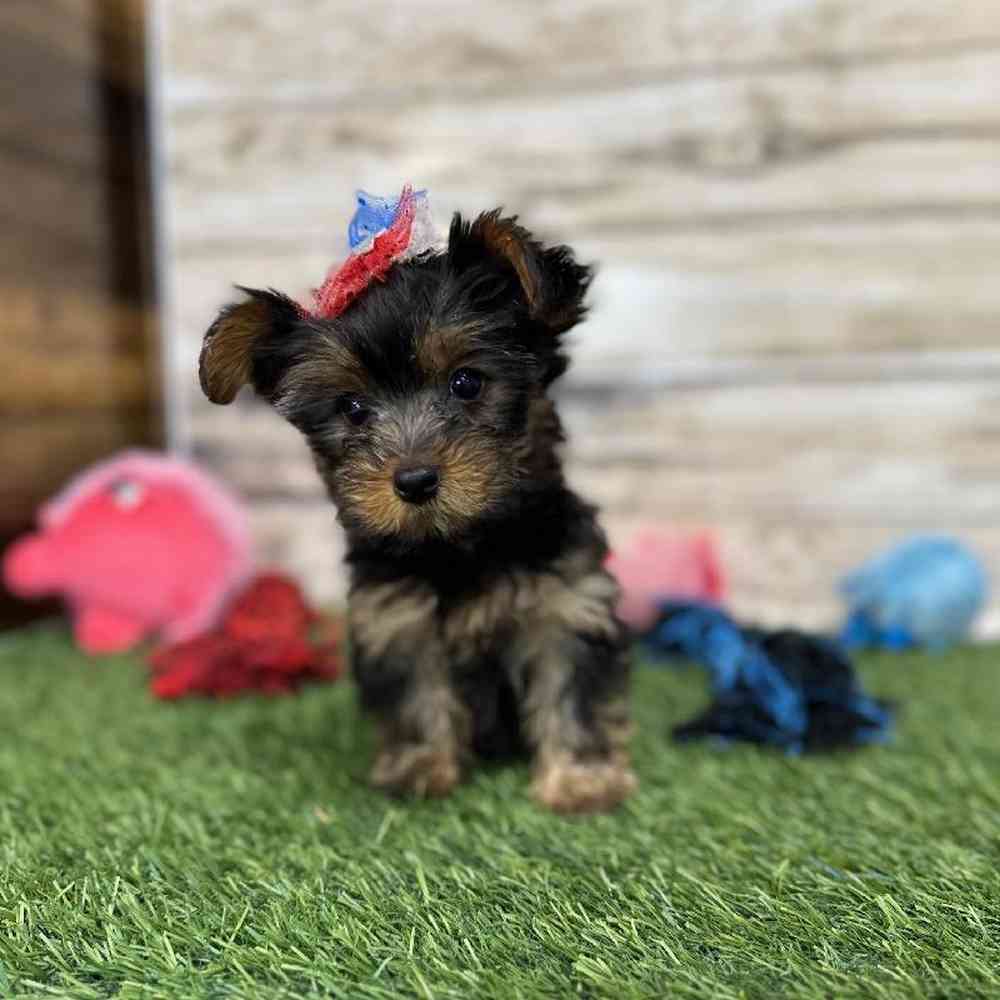Female Yorkshire Terrier Puppy for Sale in Saugus, MA