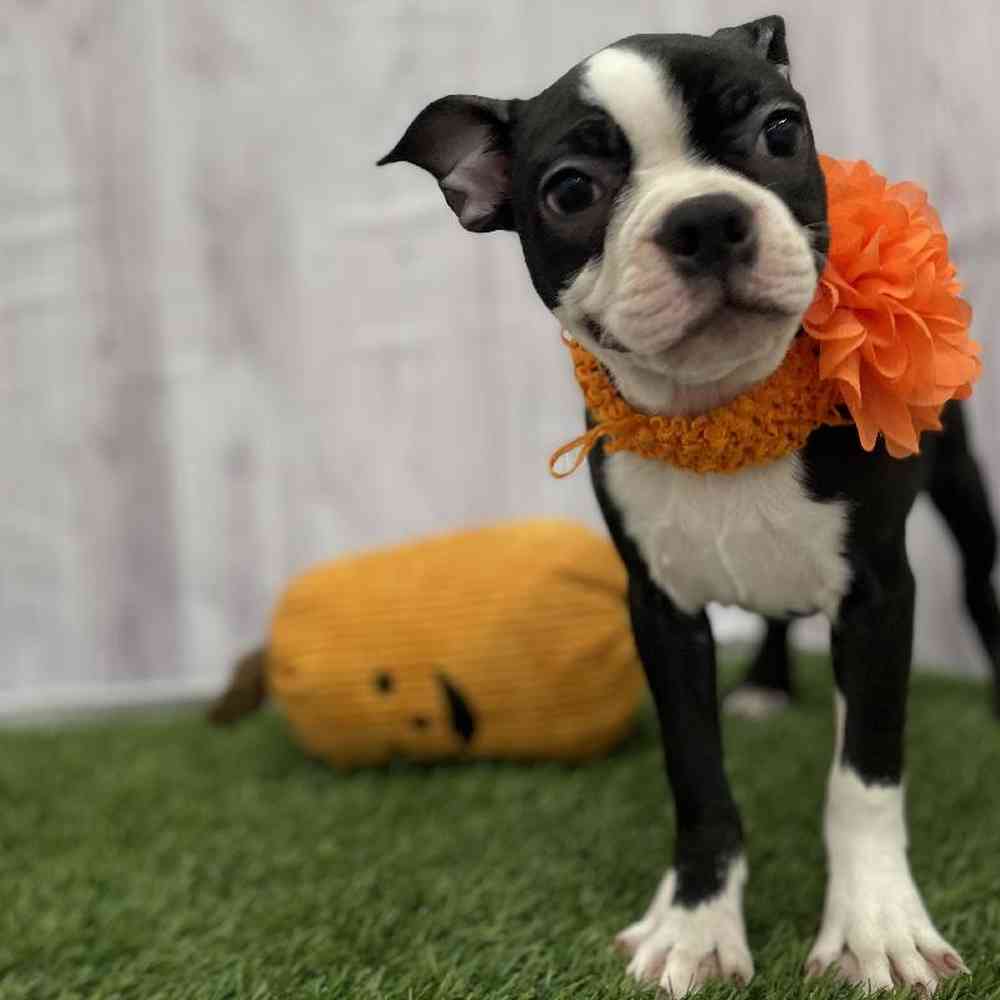 Female Boston Terrier Puppy for Sale in Braintree, MA