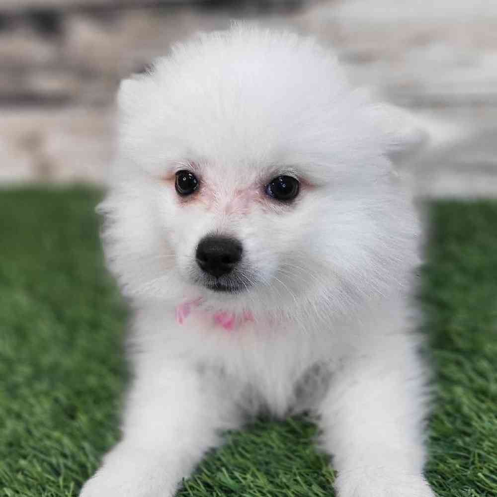 Female American Eskimo Puppy for Sale in Saugus, MA