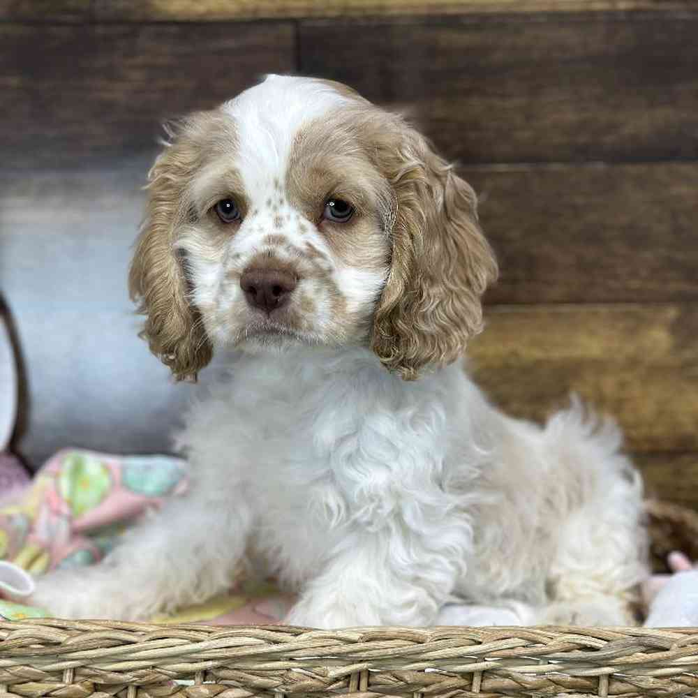 Male Cocker Spaniel Puppy for Sale in Saugus, MA