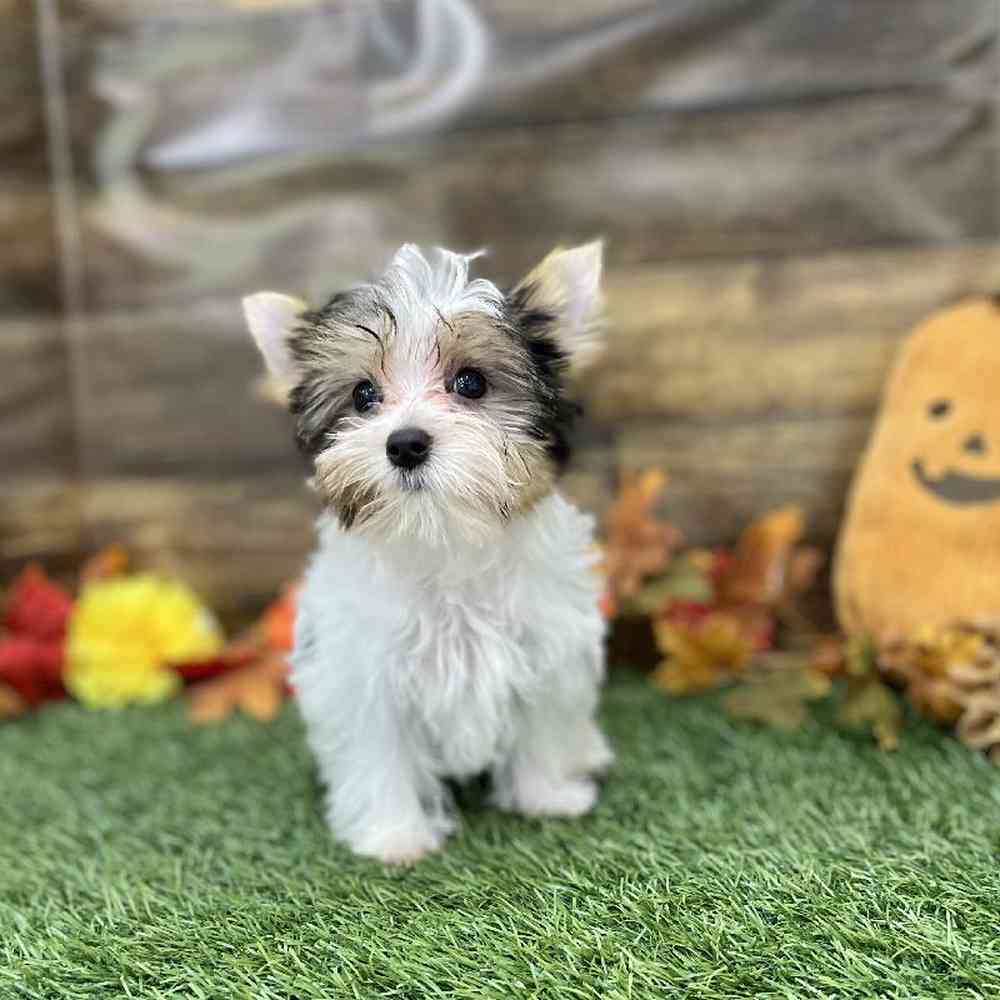 Female Yorkshire Terrier Puppy for Sale in Braintree, MA