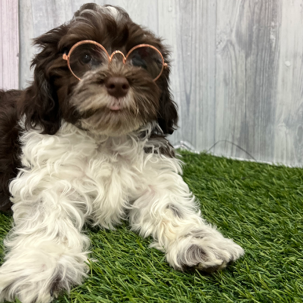 Male Havanese Puppy for Sale in Braintree, MA