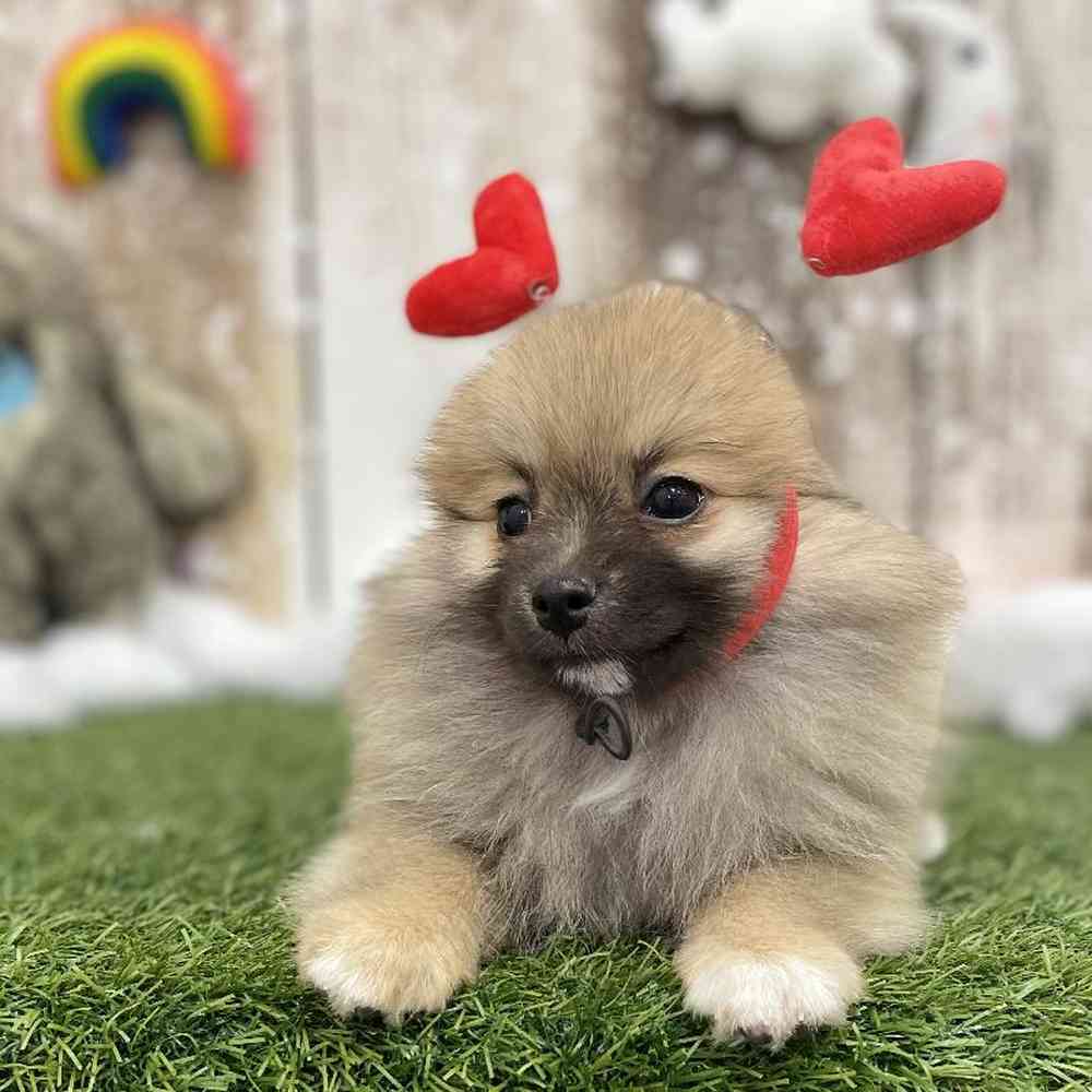 Female Pomeranian Puppy for Sale in Braintree, MA