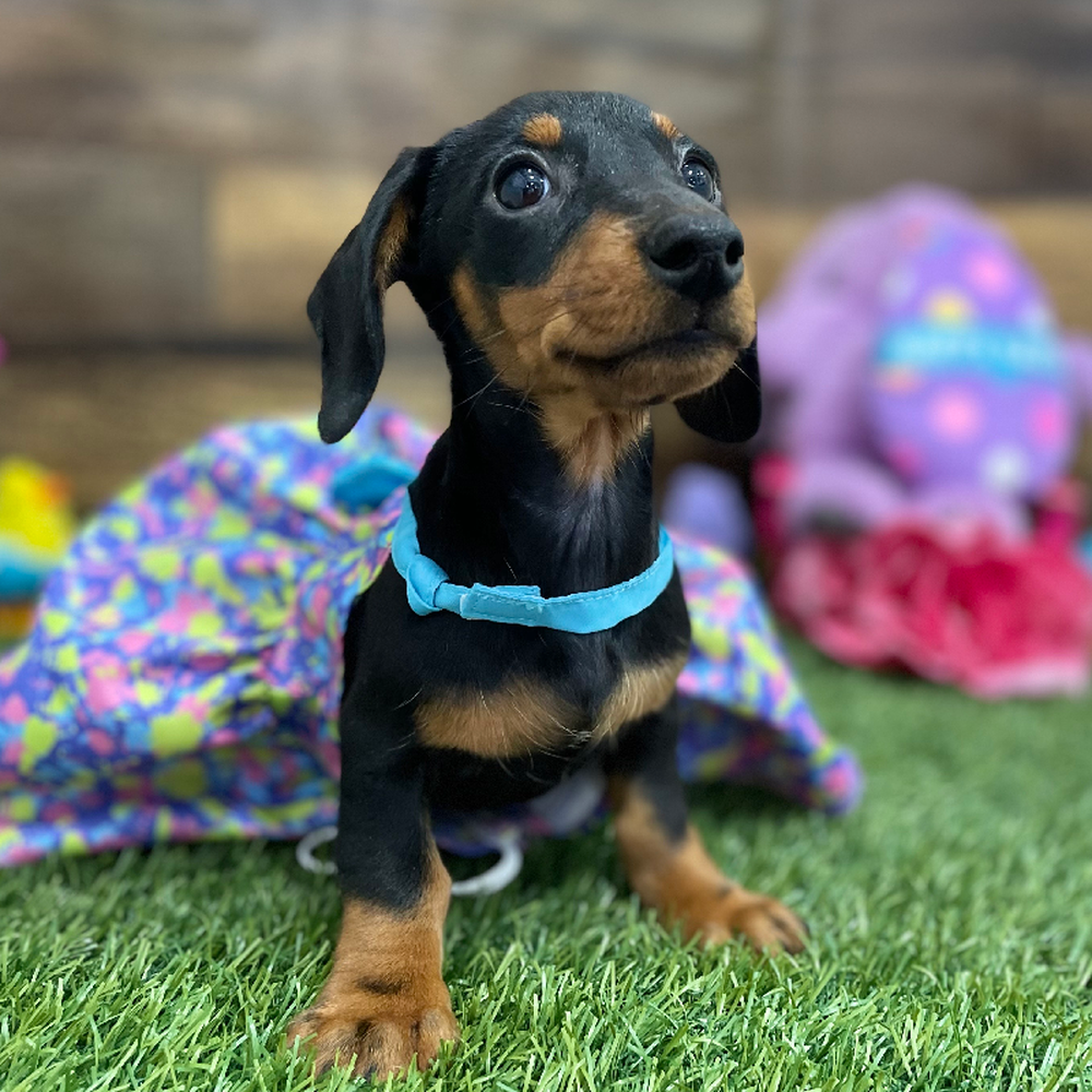 Female Dachshund Puppy for Sale in Braintree, MA