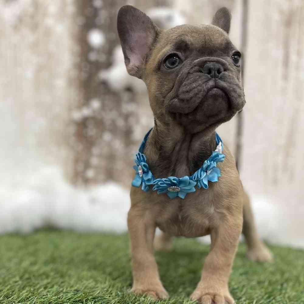 Female French Bulldog Puppy for Sale in Braintree, MA
