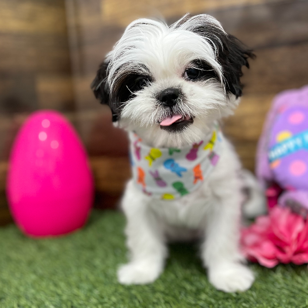 Female Shih Tzu Puppy for Sale in Braintree, MA