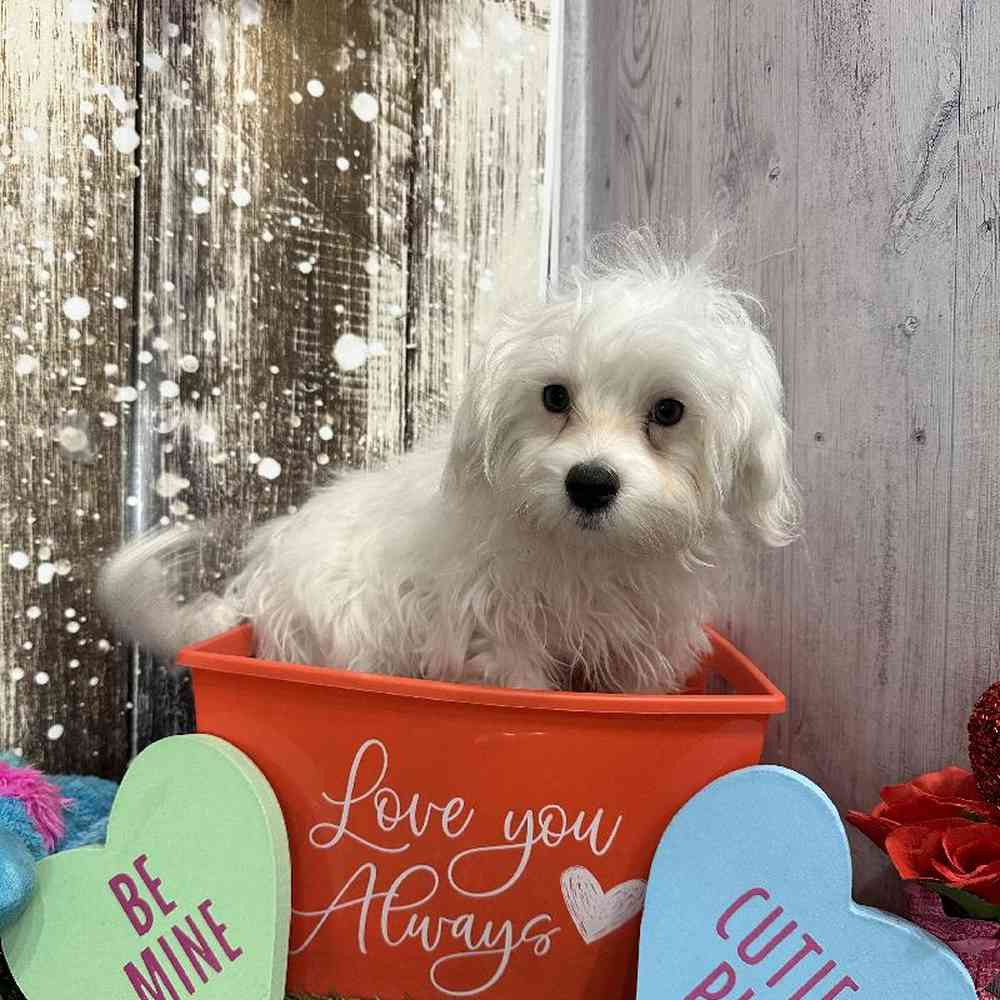 Male Maltese Puppy for Sale in Saugus, MA