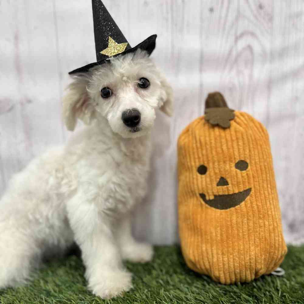 Female Poodle Toy Puppy for Sale in Braintree, MA