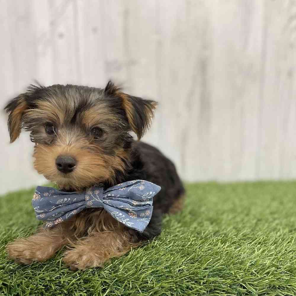 Male Yorkshire Terrier Puppy for Sale in Braintree, MA