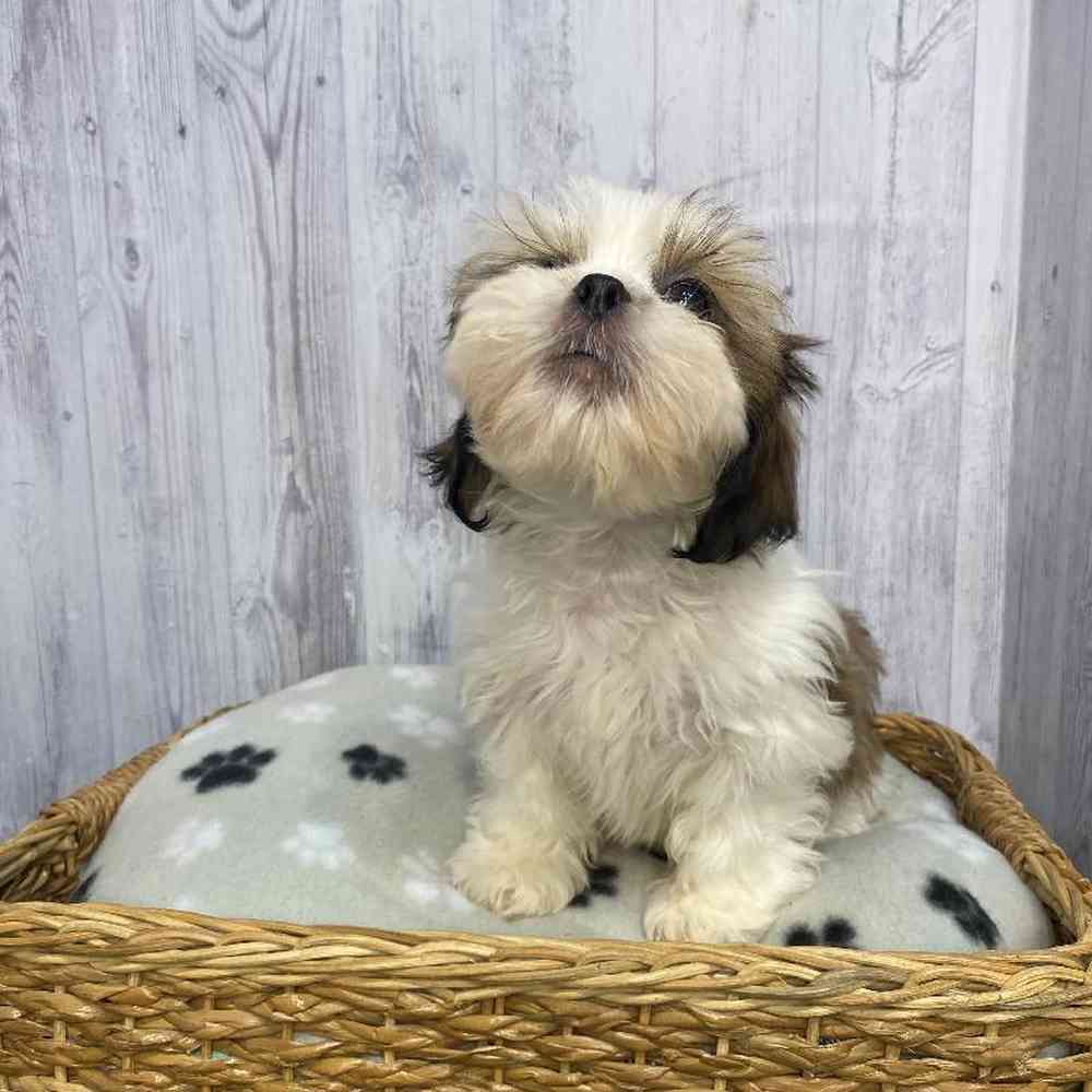 Male Shih Tzu Puppy for Sale in Saugus, MA