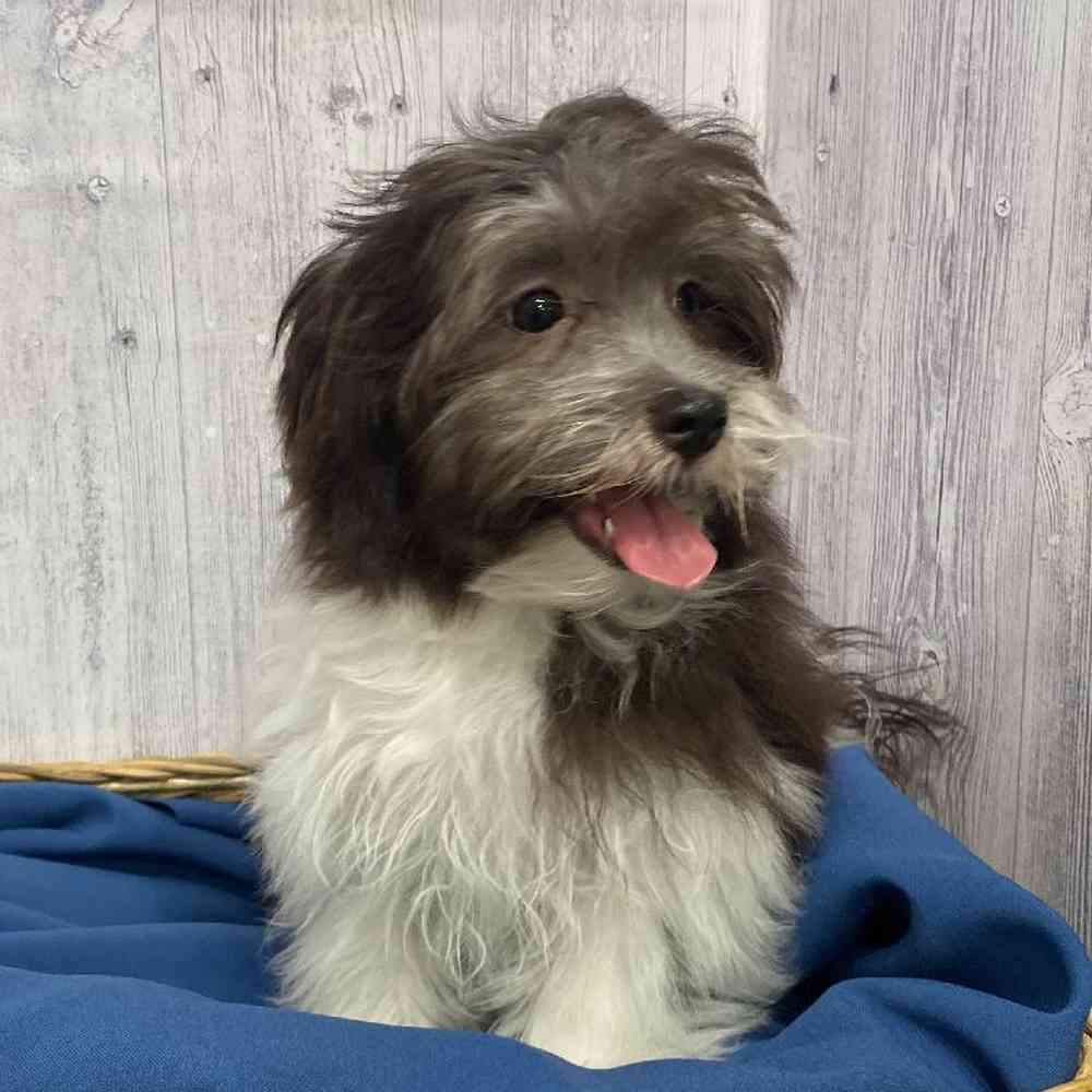Male Havamalt Puppy for Sale in Saugus, MA