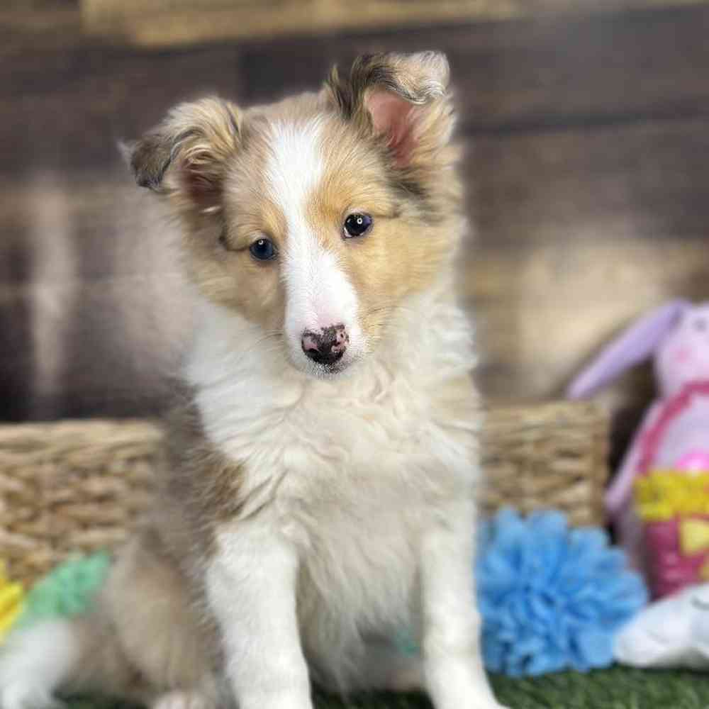 Female Shetland Sheepdog Puppy for Sale in Braintree, MA