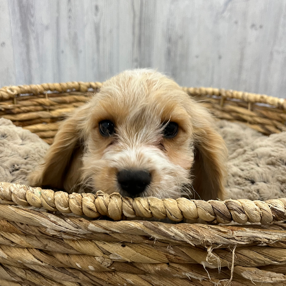 Male Cavachon Puppy for Sale in Braintree, MA