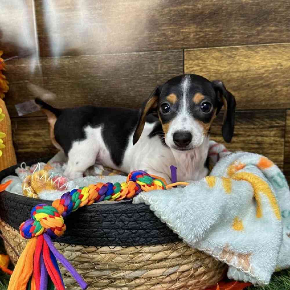 Male Dachshund Puppy for Sale in Saugus, MA