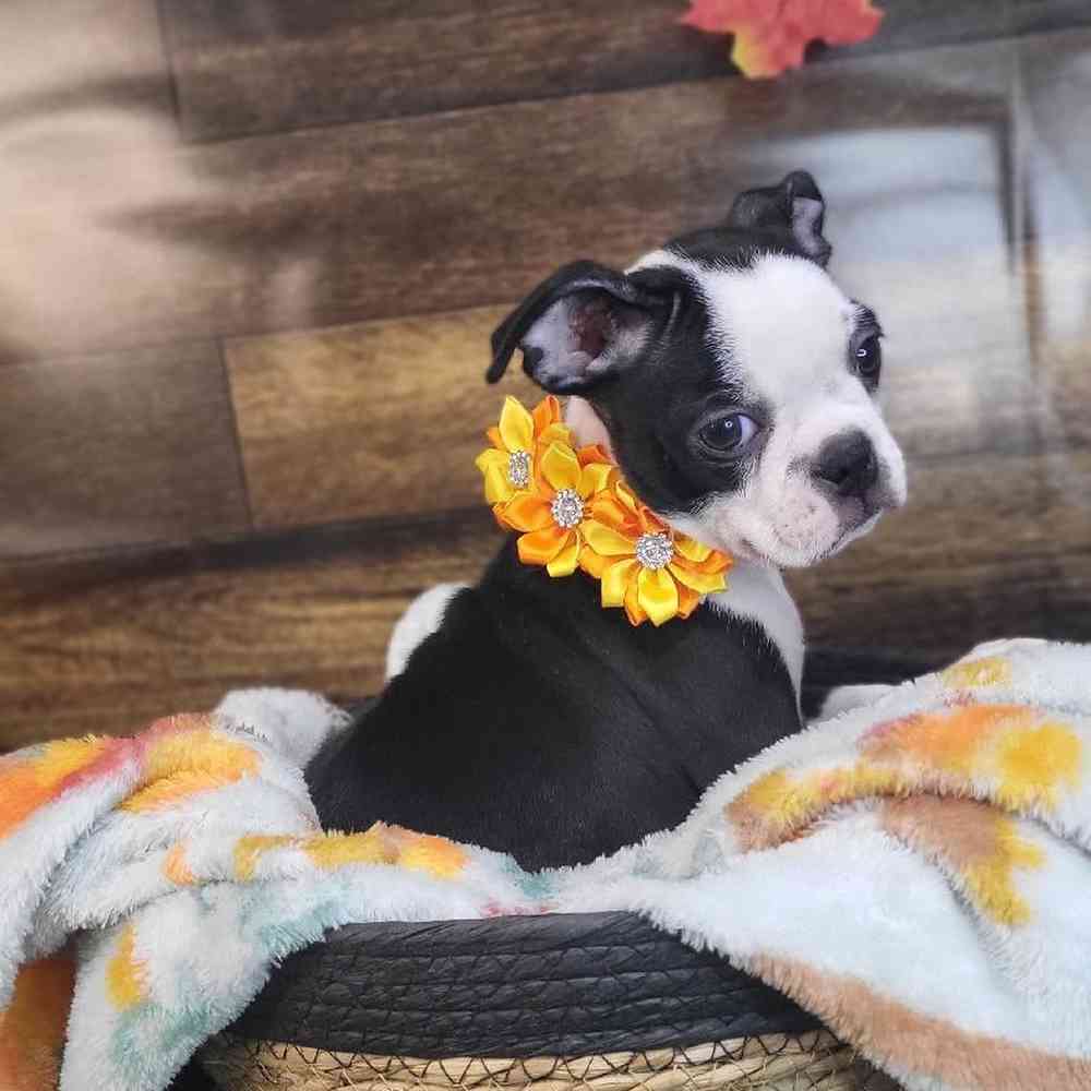 Female Boston Terrier Puppy for Sale in Saugus, MA