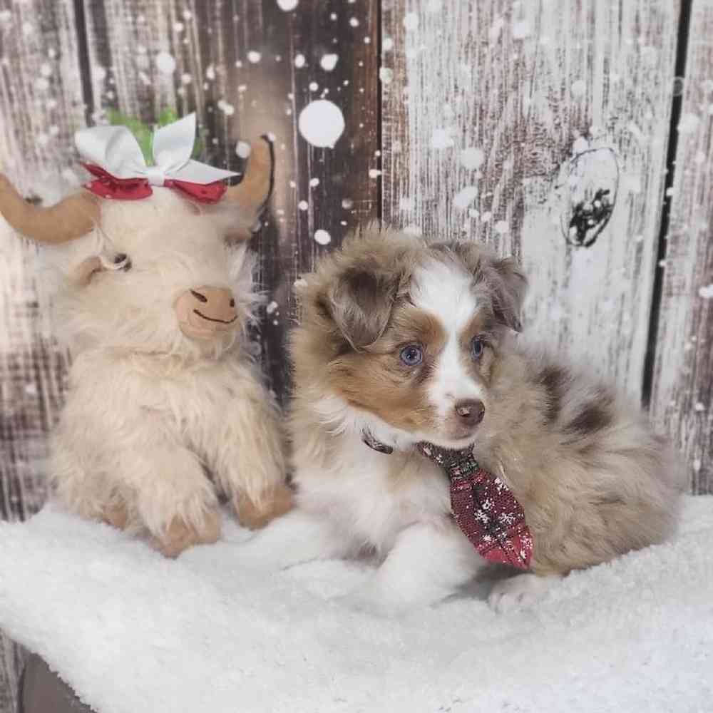 Male Australian Shepherd Puppy for Sale in Saugus, MA