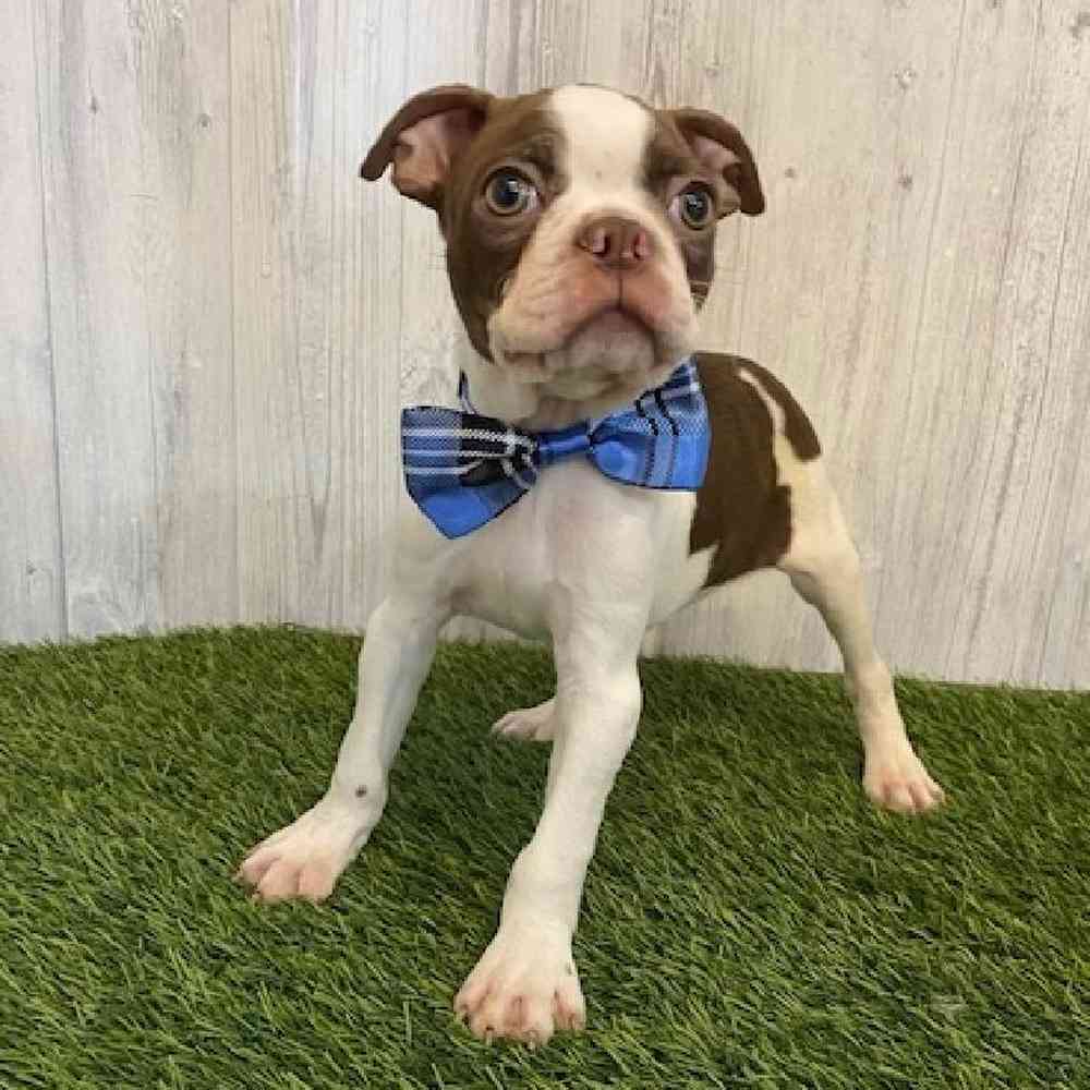 Male Boston Terrier Puppy for sale
