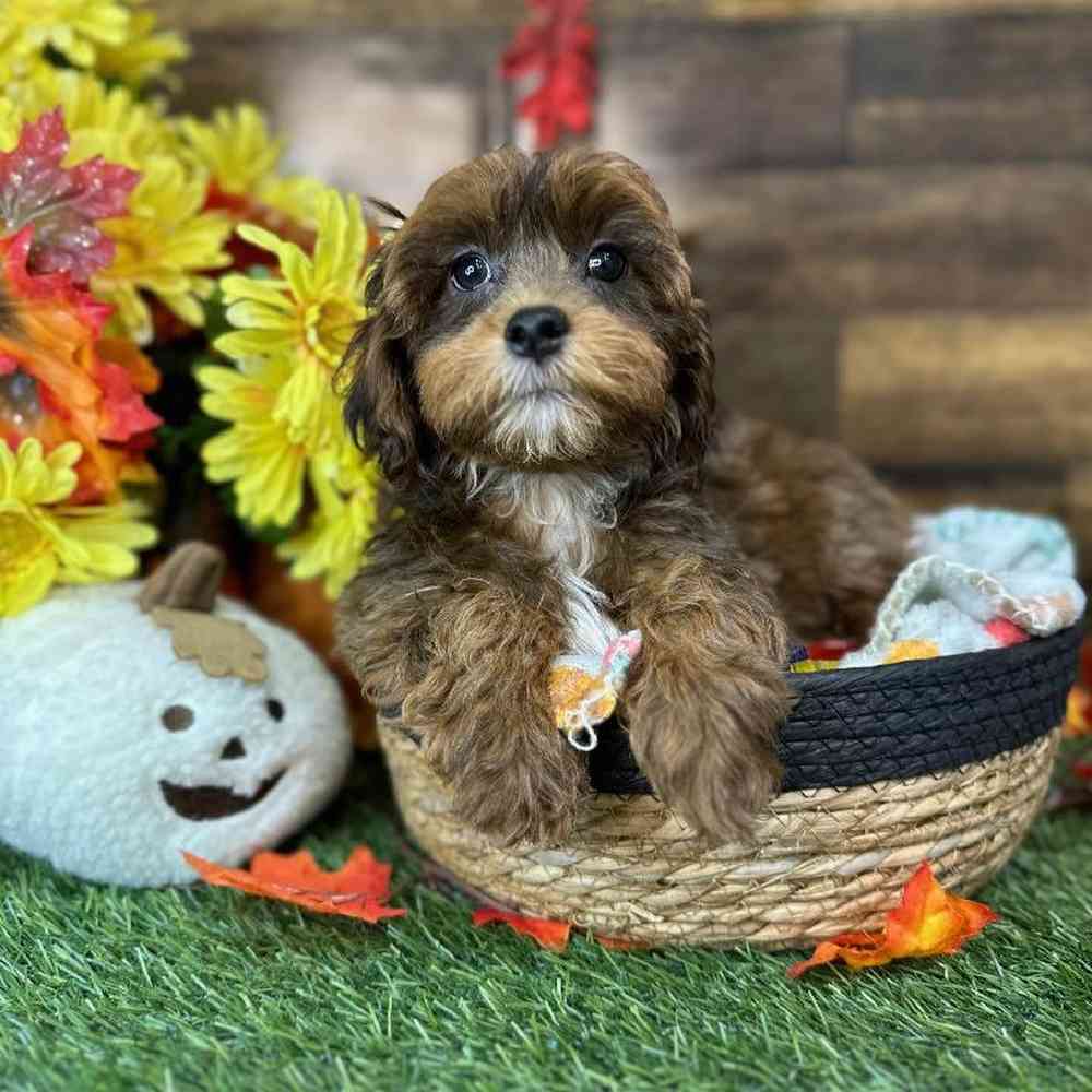 Male Lhasa-Poo Puppy for Sale in Saugus, MA
