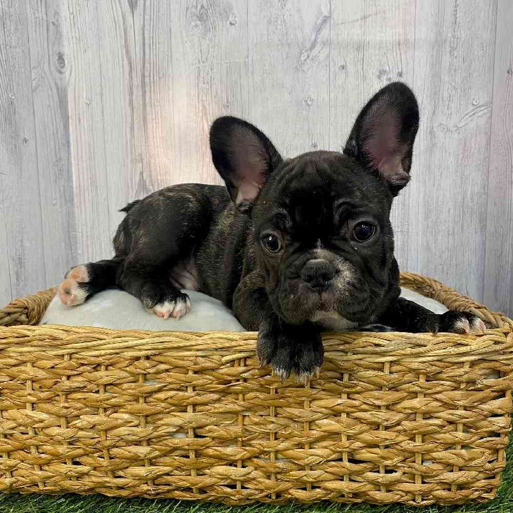 Male French Bulldog Puppy for Sale in Saugus, MA