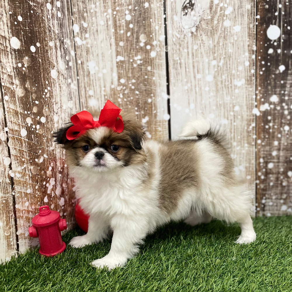 Female Japanese Chin Puppy for Sale in Braintree, MA