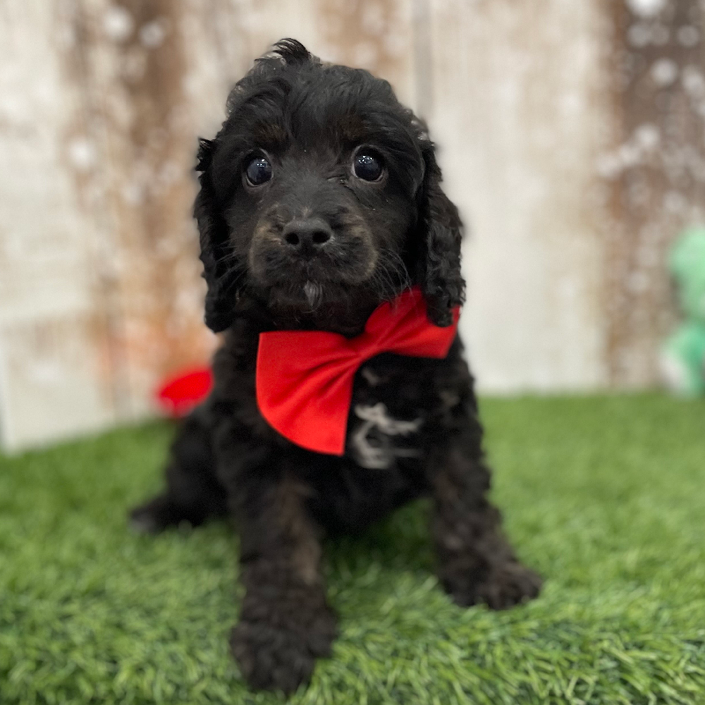 Male Cavapoo Puppy for Sale in Braintree, MA