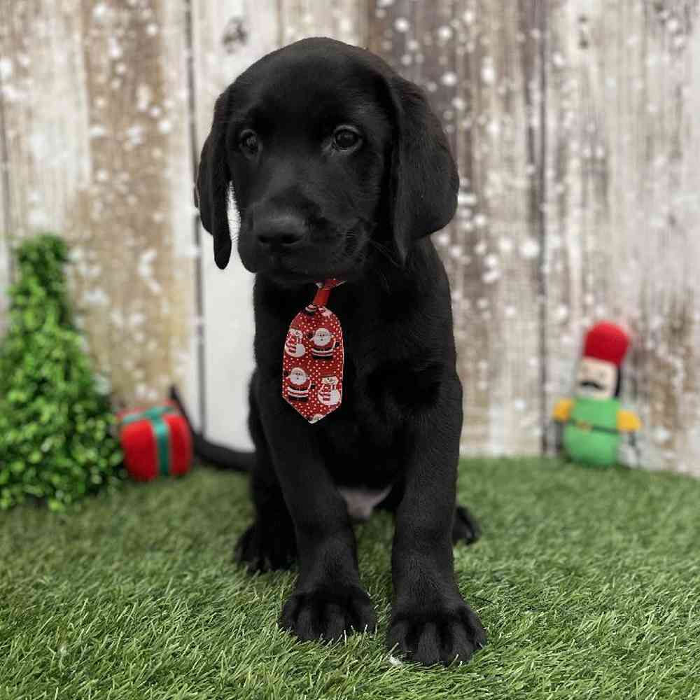 Male Labrador Retriever Puppy for Sale in Braintree, MA