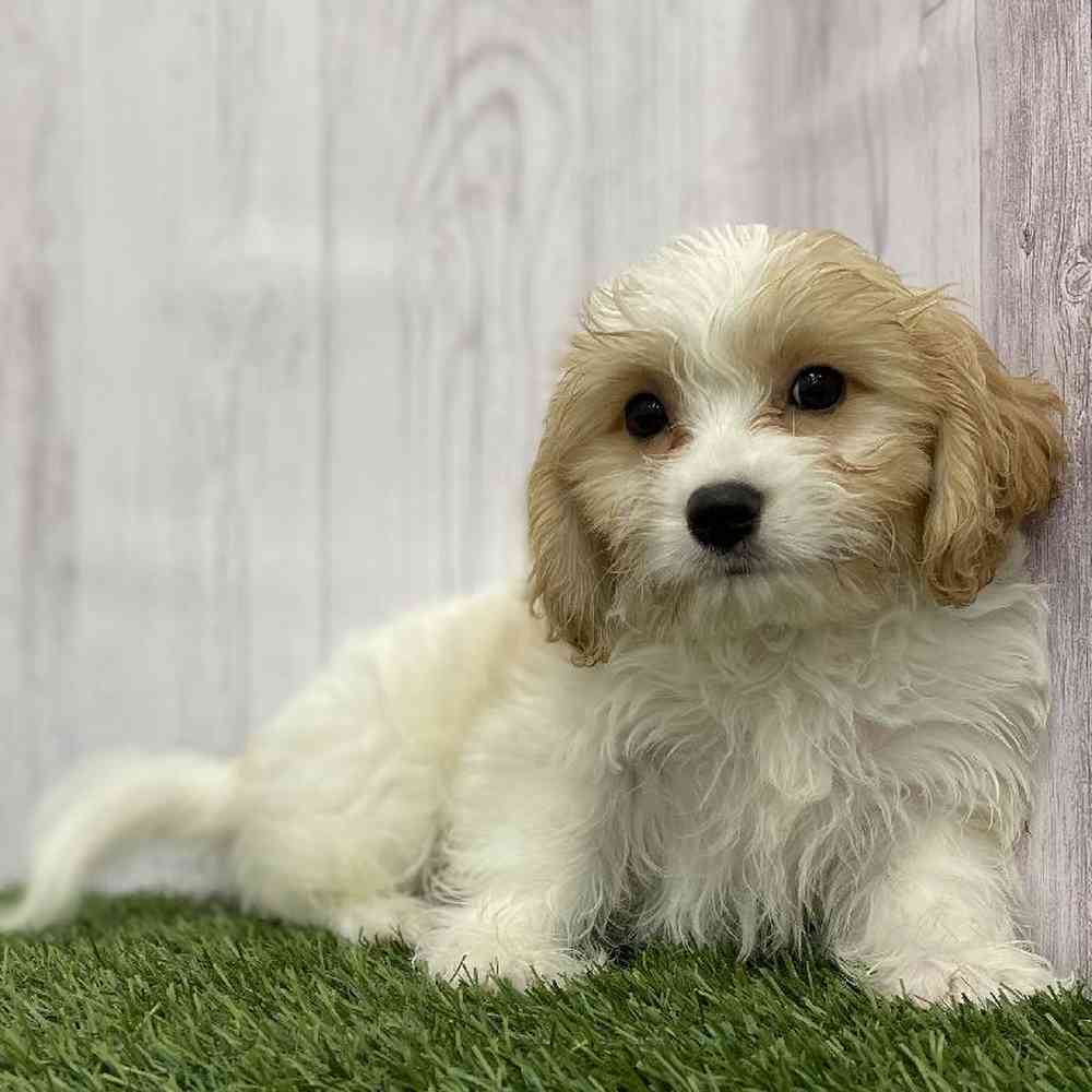Male Cavachon Puppy for Sale in Braintree, MA