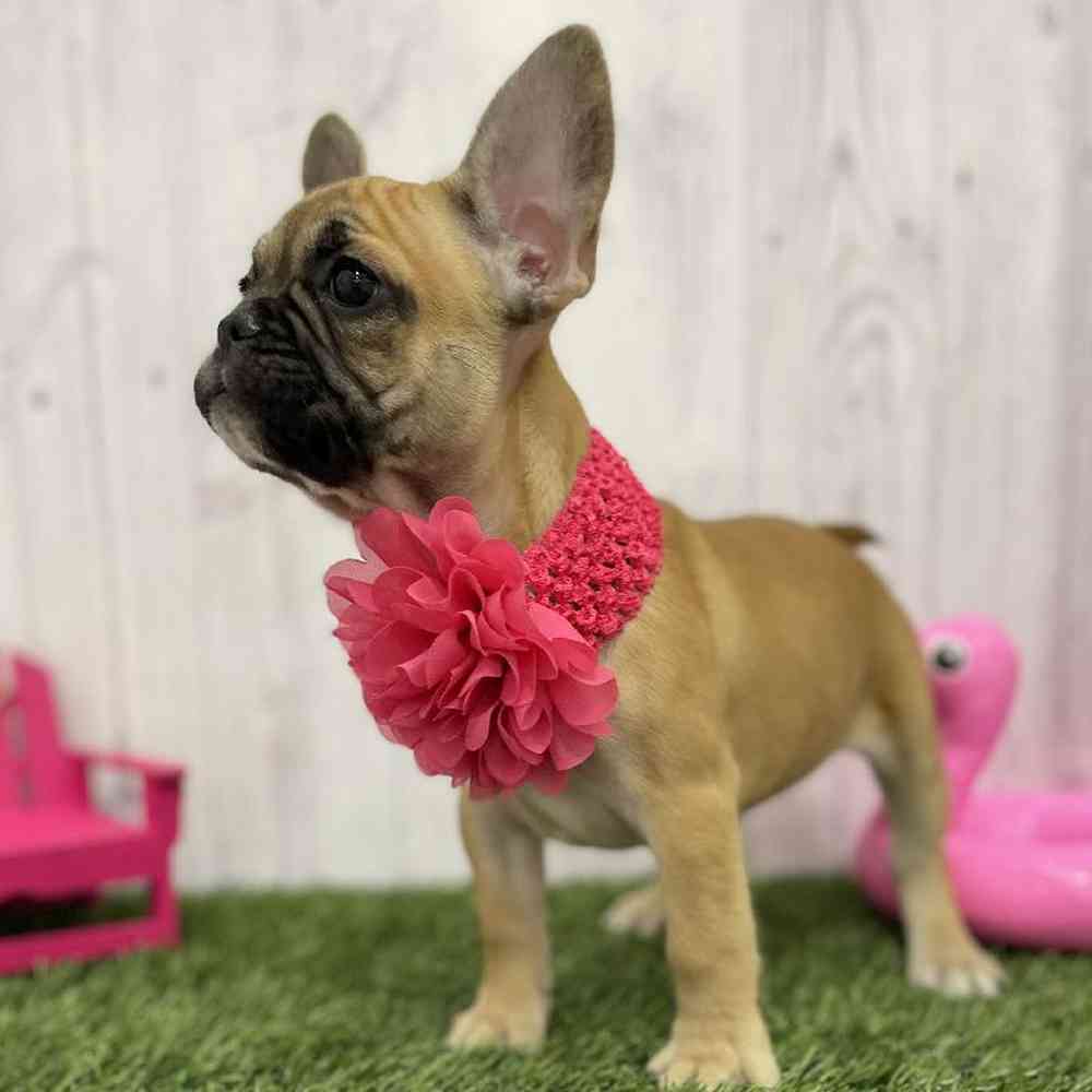 Female French Bulldog Puppy for Sale in Braintree, MA