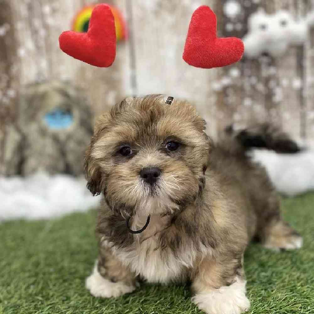 Male Lhasa Apso Puppy for Sale in Braintree, MA
