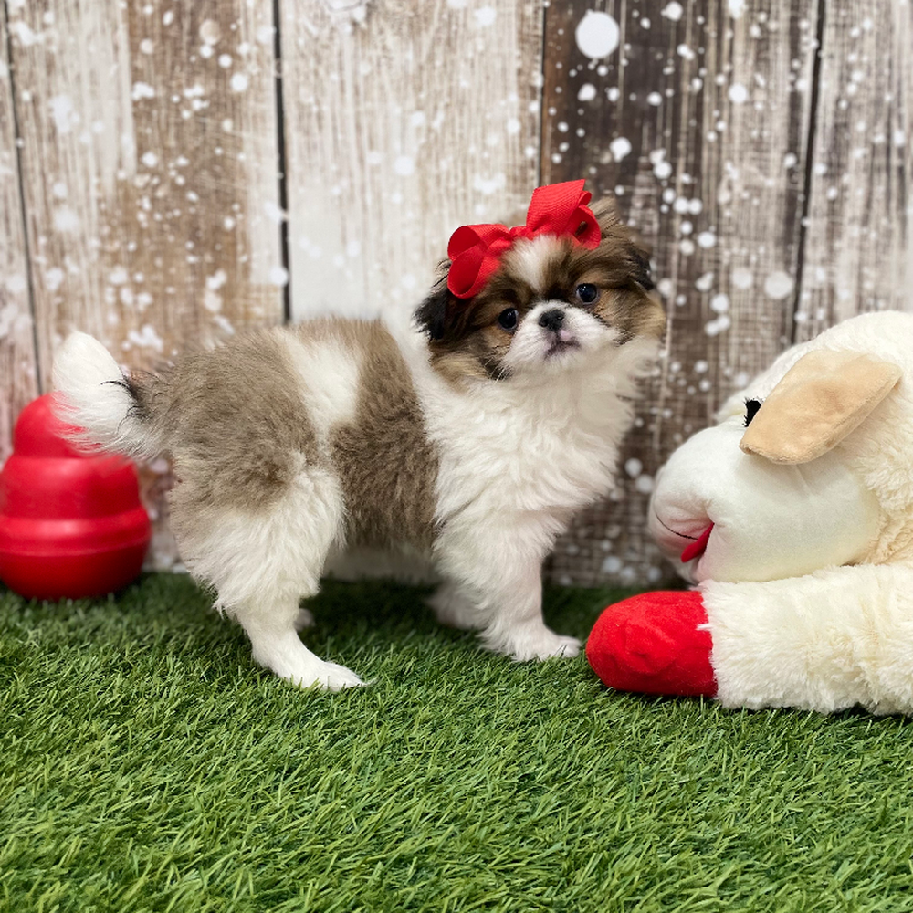 Female Japanese Chin Puppy for Sale in Braintree, MA