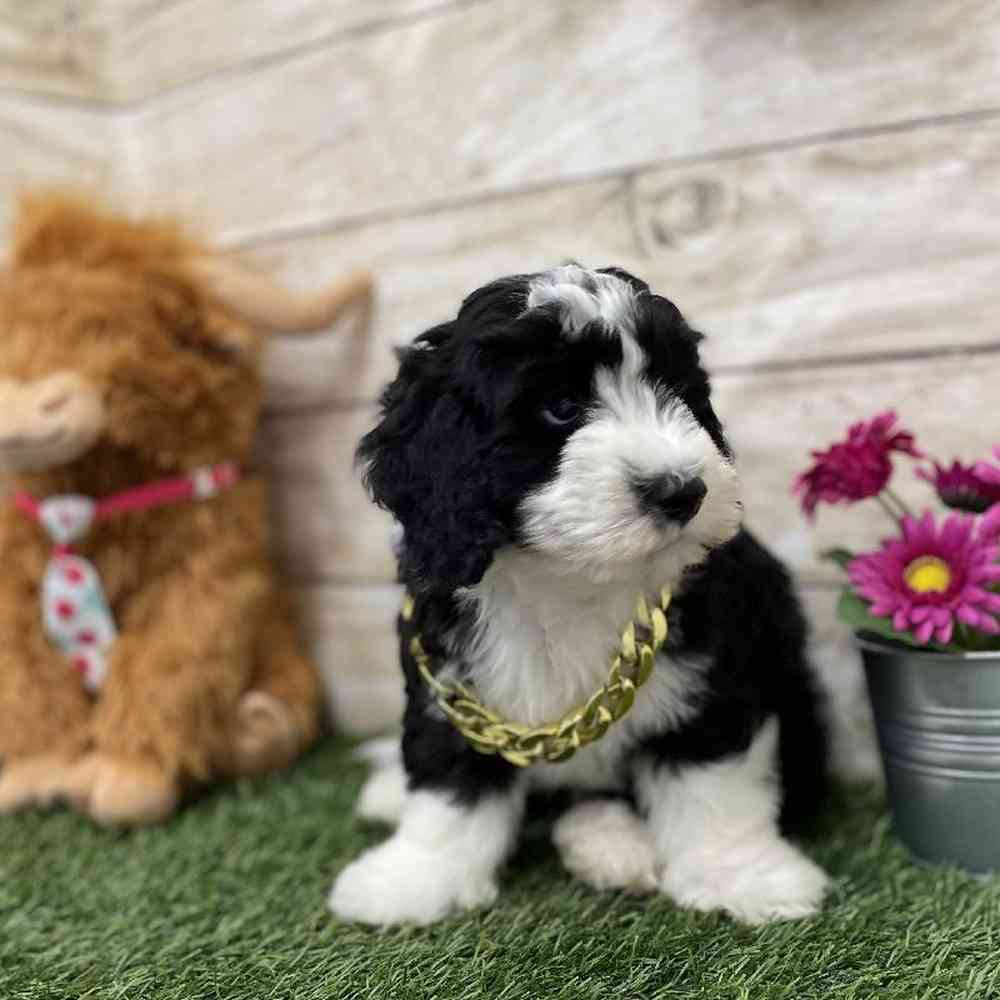 Male Mini Sheepadoodle Puppy for Sale in Braintree, MA