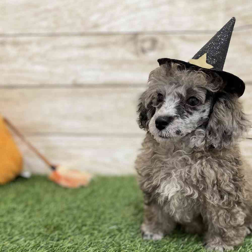 Female Poodle Toy Puppy for Sale in Braintree, MA
