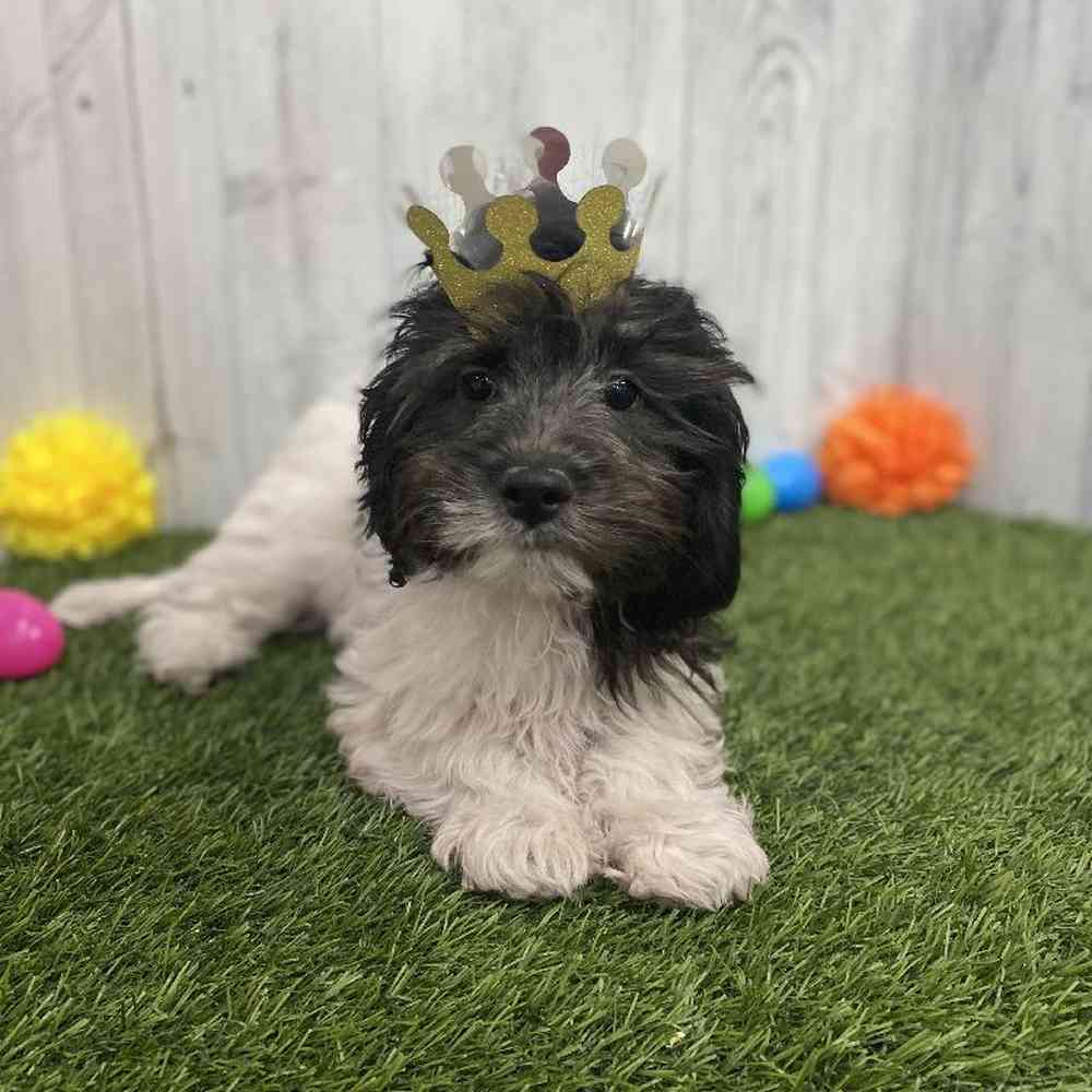 Female CockaChon Puppy for sale