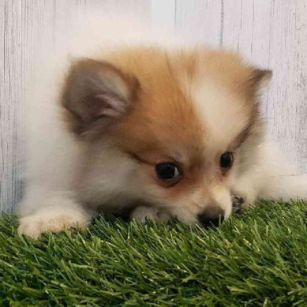 Female Pomeranian Puppy for sale