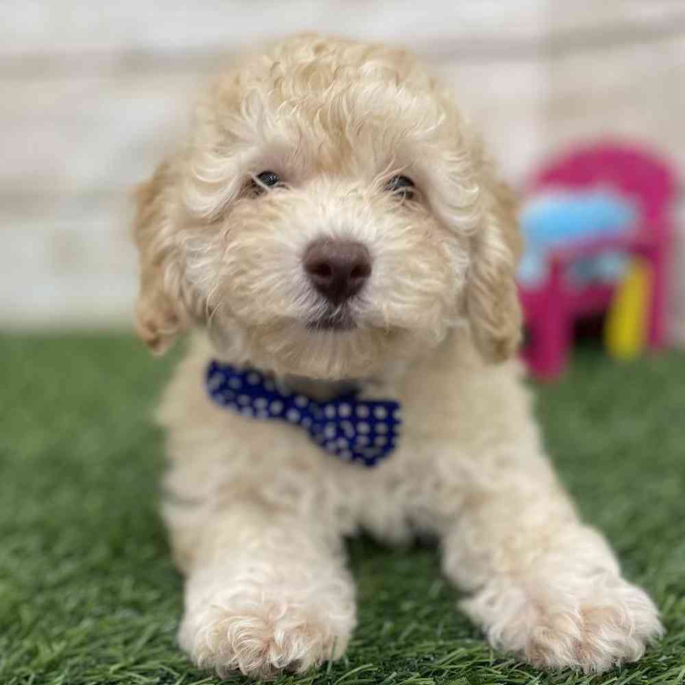 Male Mini Goldendoodle 2nd Gen Puppy for Sale in Braintree, MA