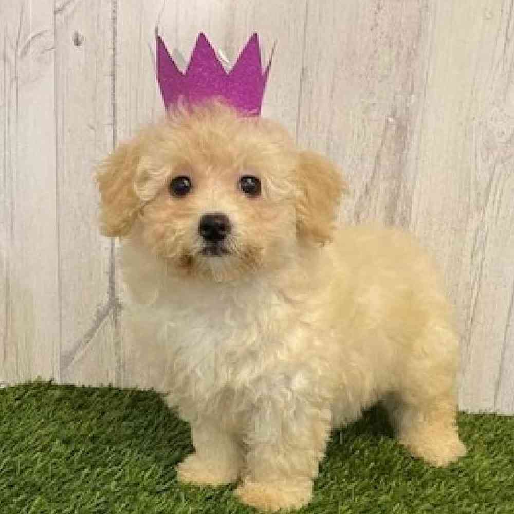 Female Bichon-Poodle Puppy for sale