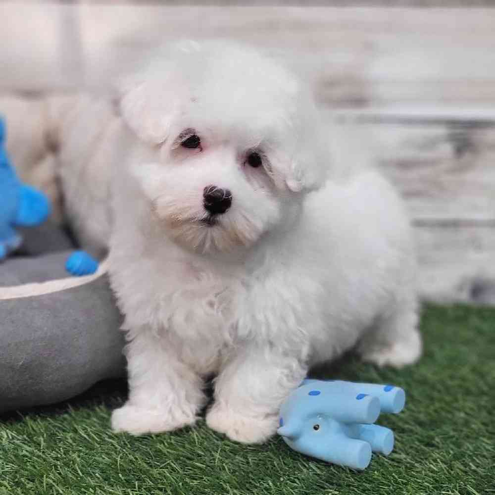 Male Coton De Tulear Puppy for Sale in Saugus, MA