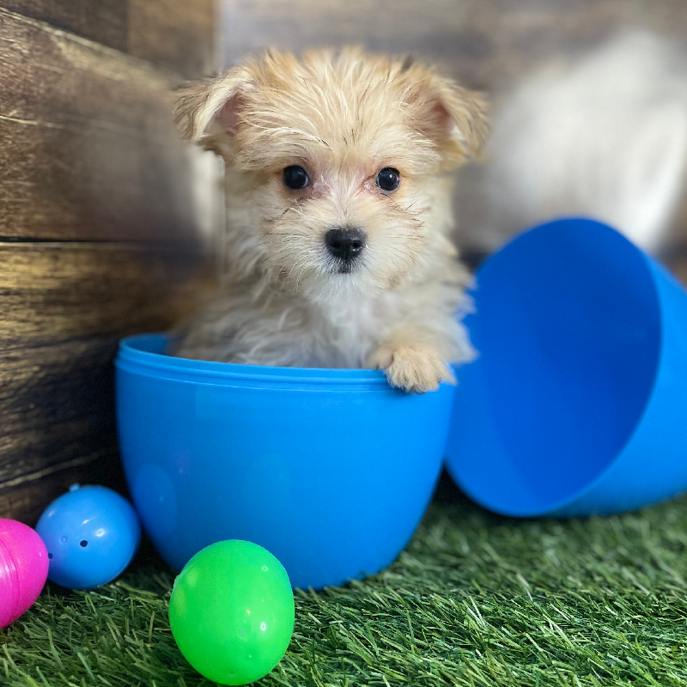 Male Morkie Puppy for Sale in Braintree, MA