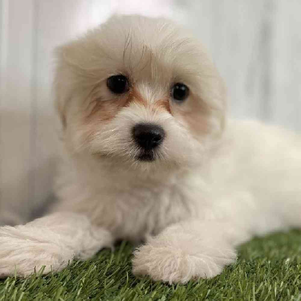 Female Shiranian Puppy for sale
