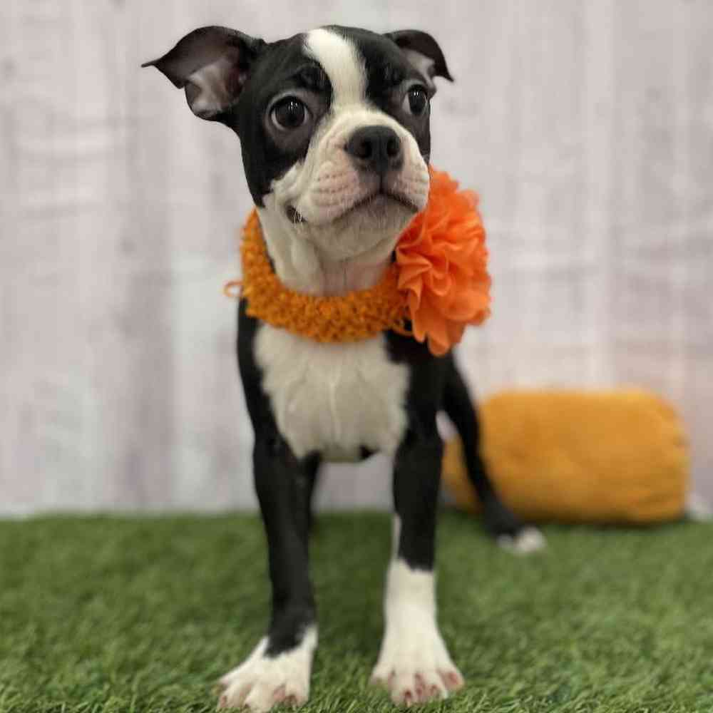 Female Boston Terrier Puppy for Sale in Braintree, MA