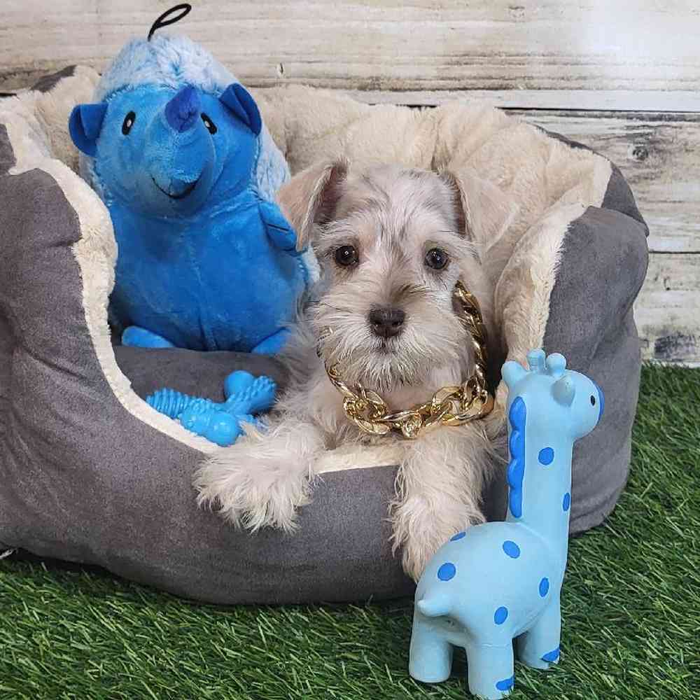Male Miniature Schnauzer Puppy for Sale in Saugus, MA