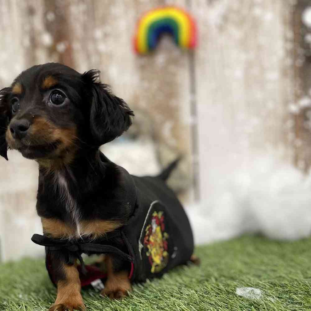 Female Chiweenie Puppy for Sale in Braintree, MA